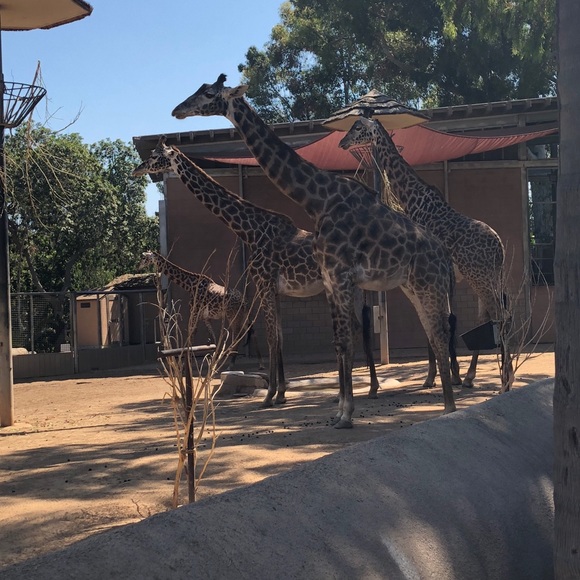 Meet your Posher, Eloisa - Picture 1 of 1